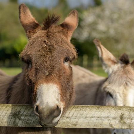 Luccombe Farm Holiday Cottages Milton Abbas Bagian luar foto